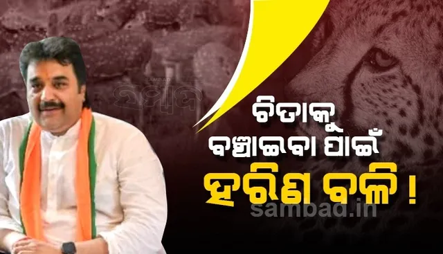 ଭାରତ ଆସିଥିବା ଚିତାର ଭୋଜନ ପାଇଁ ହରିଣ ପଠାଯାଉଥିବା ଜାଣି ବିଜେପିରେ ଆରମ୍ଭ ହେଲା ବିବାଦ