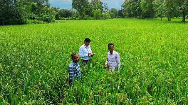 ଧାନ ଫସଲରେ ରୋଗପୋକ, ଚିନ୍ତାରେ ଚାଷୀ