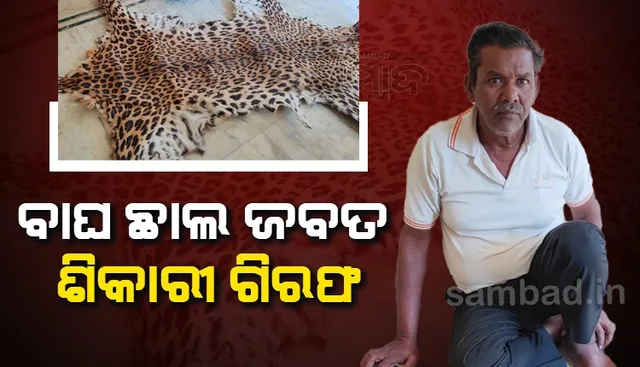 ବାଘ ଛାଲ କାରବାର: ନୟାଗଡ଼ରୁ ପୁଣି ଜଣେ ଶିକାରୀ ଗିରଫ