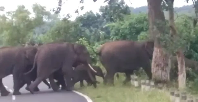 ତୋରାଣିପୋଖରୀରେ ହାତୀପଲ