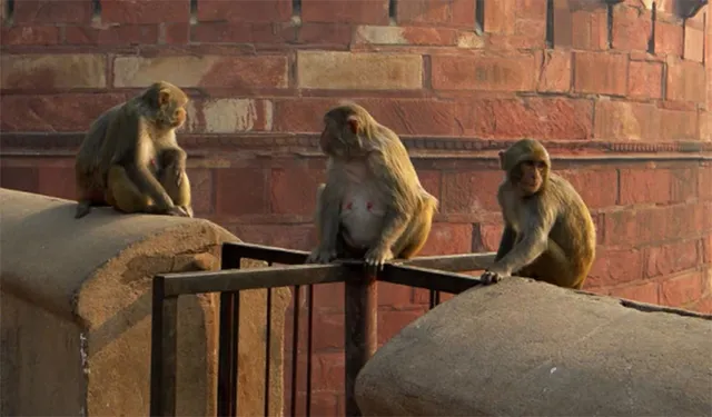 ସହରରେ ବଢ଼ୁଛି ମାଙ୍କଡ଼ ଉପଦ୍ରବ, ଲୋକେ ଅତିଷ୍ଠ 