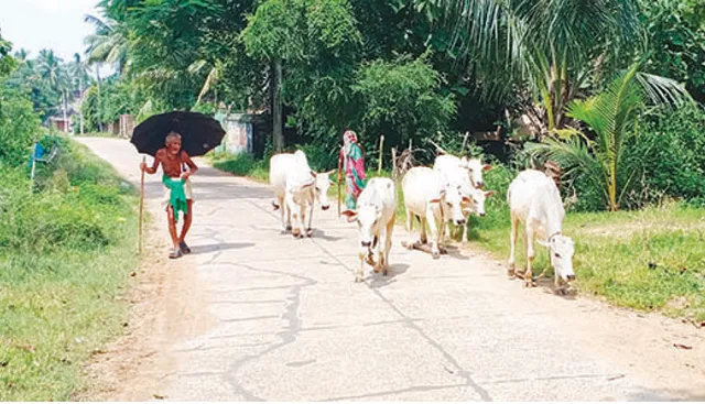 ଗାଁ’ରେ ଶୁଭୁନି ଆଉ ହମ୍ବାରଡ଼ି: ଦେଖିବାକୁ ମିଳୁନି ଗାଈଗୋଠ