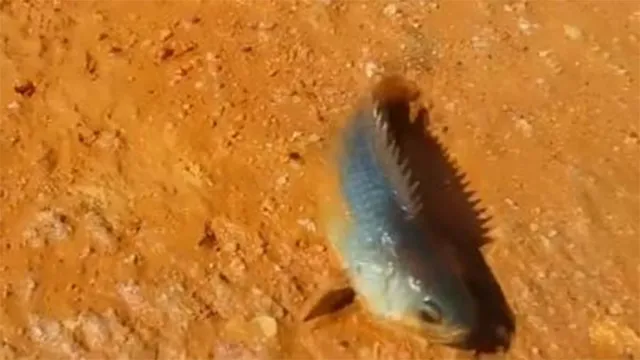 ଖୋଲା ଝରକା: ମରୁଭୂମିରେ ରହୁଥିବା ମାଛ