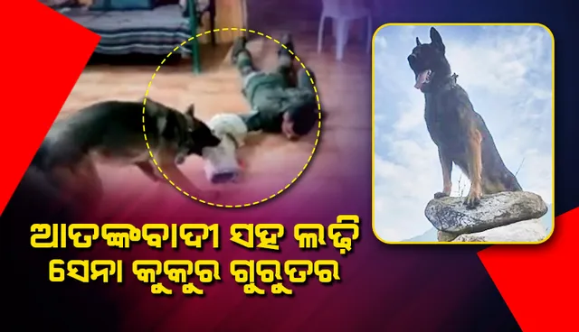 ଆତଙ୍କବାଦୀଙ୍କ ସଙ୍ଗେ ଲଢ଼ି ଭାରତୀୟ ସେନାର ଆକ୍ରମଣକାରୀ କୁକୁର ‘ଜୁମ୍‌’ ସାଙ୍ଘାତିକ ଆହତ