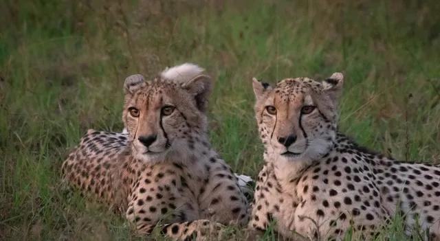 ଭାରତୀୟ ପଶୁଙ୍କ ଶରୀରରେ ରୋଗ ସୃଷ୍ଟିକରିବାକୁ ଚିତା ଆଣିଛନ୍ତି ମୋଦୀ ସରକାର : କଂଗ୍ରେସ