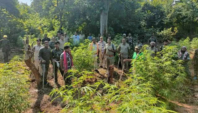 ସୁବର୍ଣ୍ଣଗିରି ସଂରକ୍ଷିତ ଜଙ୍ଗଲରେ ୯ହେକ୍ଟର ବେଆଇନ ଗଂଜେଇ ଚାଷ ନଷ୍ଟ କଲା ବନ ବିଭାଗ 