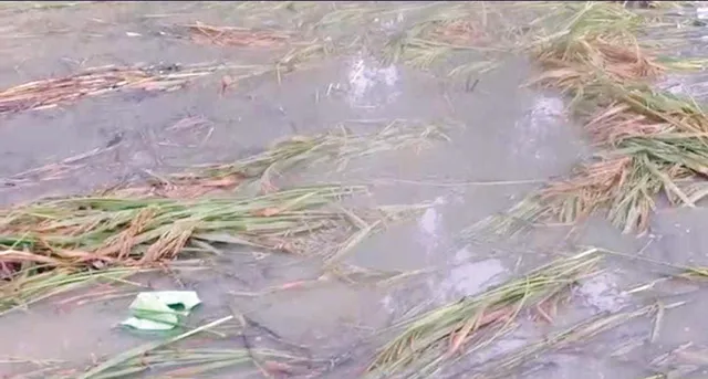 ୨୯ ପଞ୍ଚାୟତରେ ୧୩,୭୮୧ ହେକ୍ଟର ଖରିଫ ଫସଲ କ୍ଷତିଗ୍ରସ୍ତ