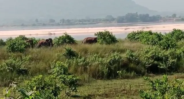 ଜନବସତି ମୁହାଁ ହାତୀପଲ: କେନାଲରେ ଫସିଲା ହାତୀ ଛୁଆ