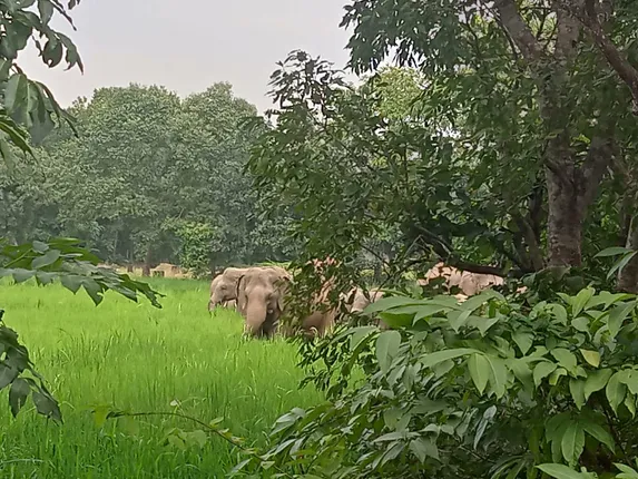 ବେତନଟୀରେ ୬୨ଟିକିଆ ହାତୀପଲ: ଛୁଆ ଜନ୍ମ କଲା ମାଈ ହାତୀ