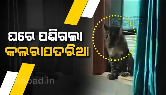 ଘରେ ପଶିଗଲା କଲରାପତରିଆ ବାଘ, ଭିଡିଓ ଦେଖନ୍ତୁ