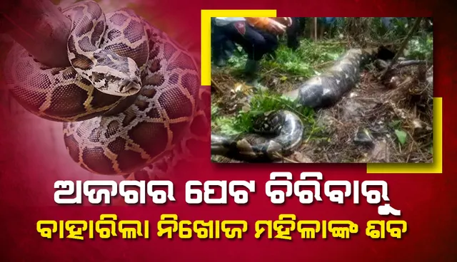 ୧୬ ଫୁଟିଆ ଅଜଗର ପେଟ ଚିରିବାରୁ ବାହାରିଲା ନିଖୋଜ ମହିଳାଙ୍କ ଶବ