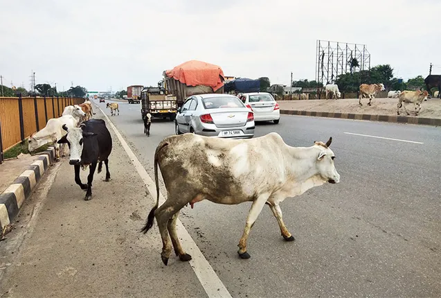 ମାଂସ ଯୋଗାଉଥିବା ସଂସ୍ଥାକୁ ବୁଲା ଗାଈଗୋରୁ ଉଠାଇବା ଦାୟିତ୍ବ: କମିସନର୍‌ଙ୍କୁ ଭେଟିଲା ଗୋ-ସେବକ ମଣ୍ଡଳୀ