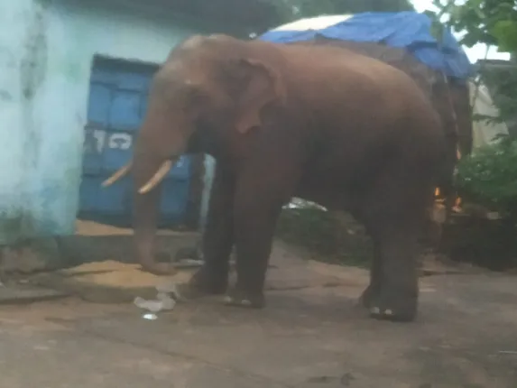 ଦନ୍ତାର ତାଣ୍ଡବ: ଘର ଭିତରୁ ଧାନବସ୍ତା ଆଣି ଖାଇଲା