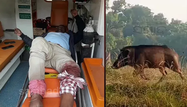 କେନାଲକୁ ଖସିପଡ଼ିଥିଲା ବାର୍‌ହା; ଉଦ୍ଧାର କରିବାକୁ ଯାଇ ବନରକ୍ଷୀ ଆହତ, ଲୋକେ ଆତଙ୍କିତ