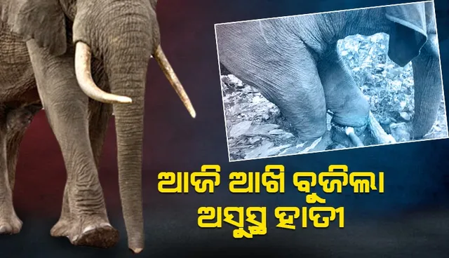 ଗତକାଲି ସଫଳ ଅସ୍ତ୍ରୋପଚାର ହୋଇଥିଲା: ଆଜି ଆଖି ବୁଜିଲା ହାତୀ