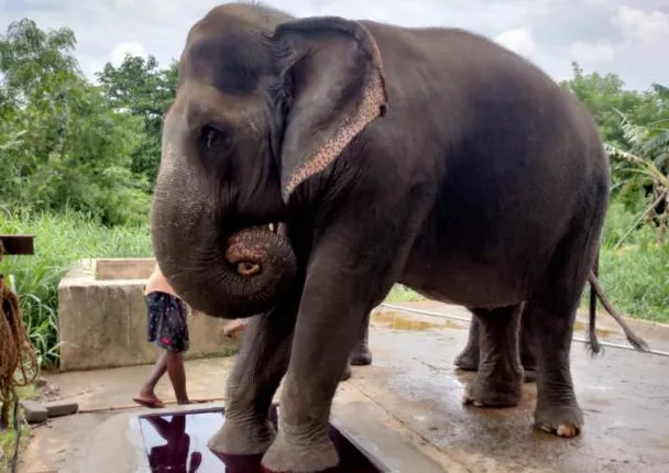 ୫୮ ବର୍ଷ ବୟସରେ ଆଖି ବୁଜିଲା ’ପ୍ରେମା’, ନନ୍ଦନକାନନରେ ହାତୀ ସଂଖ୍ୟା ୩କୁ ହ୍ରାସ