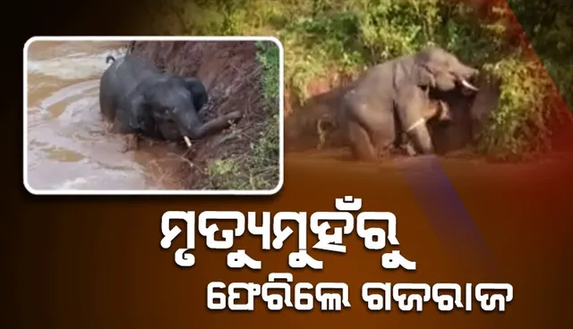 ଗତ ରାତିରୁ ପୋଖରୀରେ ଫସି ରହିଥିବା ହାତୀ ଉଦ୍ଧାର