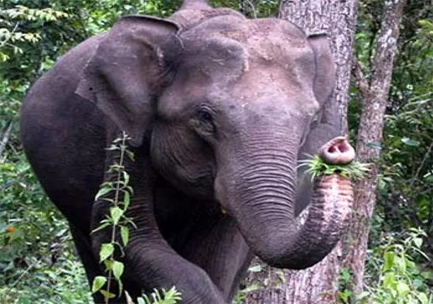 ସିଲିଙ୍ଗପଡ଼ା ଜଙ୍ଗଲରେ ହାତୀ ମୃତ୍ୟୁ