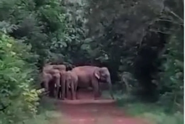 ମହୁଲପଡ଼ା ଜଙ୍ଗଲରେ ଛୁଆହାତୀର ମୃତ୍ୟୁ