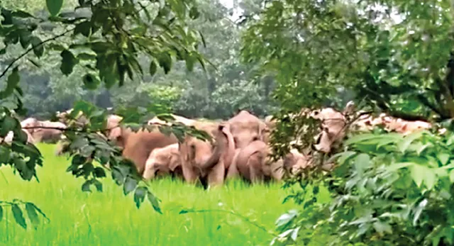 ଧାନ ଫସଲ ନଷ୍ଟ କଲେ ହାତୀପଲ