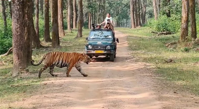 ବାଘ କରେନି ଅଯଥା ଶିକାର