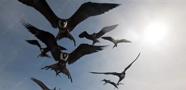 ମଣିପୁରରେ ପହଞ୍ଚିଲେ ବ୍ରାଜକ ପକ୍ଷୀ ଅମୁର ବାଜ