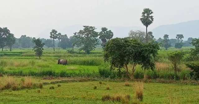 କାମାକ୍ଷାନଗରରେ ଦୁଇଟିକିଆ ହାତୀ: ଗ୍ରାମବାସୀ ଆତଙ୍କିତ