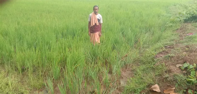 ଫସଲ ନଷ୍ଟ କଲେ ହାତୀପଲ