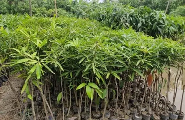 ରାଜ୍ୟସ୍ତରୀୟ ବିଶ୍ୱ ବନ ଦିବସ: ବଣ୍ଟାଯାଇଛି ୧.୯୫ କୋଟି ଚାରା