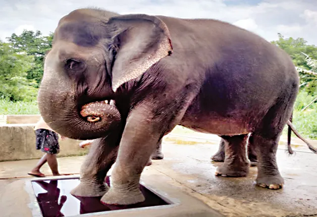 ଆଖି ବୁଜିଲା ନନ୍ଦନକାନନ ପ୍ରାଣୀ ଉଦ୍ୟାନର ବୟସ୍କା ହାତୀ ପ୍ରେମା