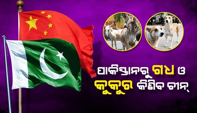 ପାକିସ୍ତାନରୁ ଗଧ ଓ କୁକୁର କିଣିବ ଚୀନ୍, ଏହା ଜରିଆରେ ଅର୍ଥନୀତିରେ ଉନ୍ନତି ଆଣିବାକୁ ଚେଷ୍ଟା କରୁଛି କି ପାକ୍?