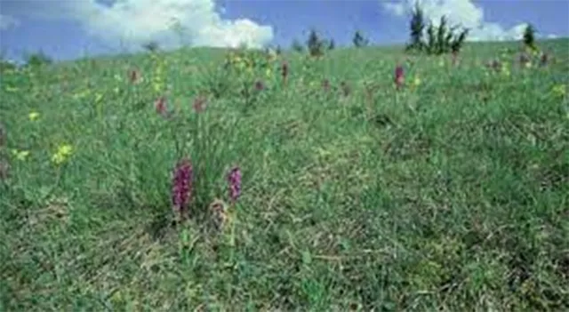 ନୂଆ ସମୟ ନୂଆ କଥା : ୧୮୦ କି.ମି ବିସ୍ତୀର୍ଣ୍ଣ ଘାସ