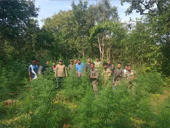 ଖଇରମାଲ ଜଙ୍ଗଲରେ ଗଞ୍ଜେଇ ଚାଷ ନଷ୍ଟ କଲା ପୁଲିସ