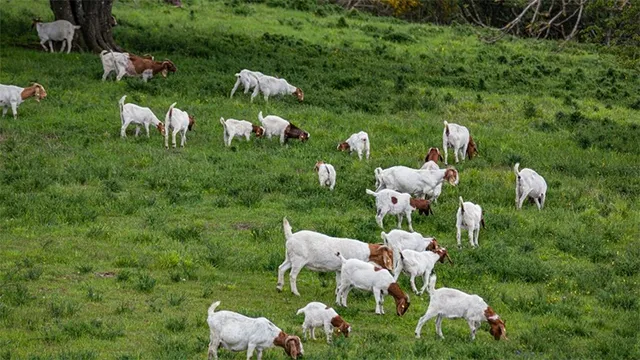 ନକଲି ଟଙ୍କା ଦେଇ ଛେଳି ନେଇଗଲା ମାଉଁସ ଚୋର, ମୁଣ୍ଡରେ ହାତଦେଇ ବସିଛନ୍ତି ବୃଦ୍ଧ ଛେଳି ଚରାଳି