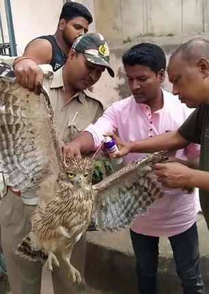 ବିରାଟ ପେଚା ଉଦ୍ଧାର