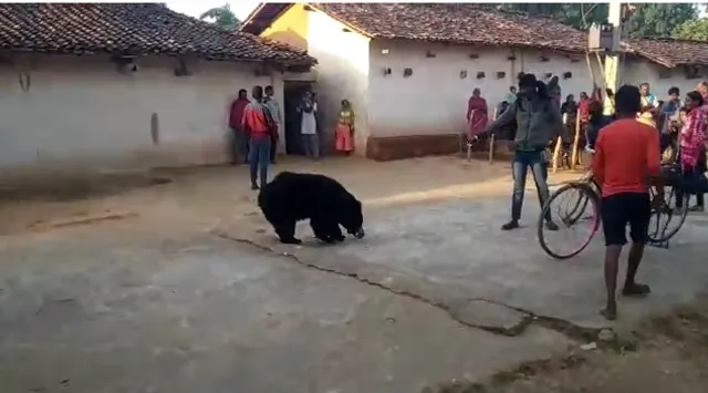 ଗାଁ ଦାଣ୍ଡରେ ବୁଲୁଛି ଭାଲୁ: ଆତଙ୍କିତ ଗ୍ରାମବାସୀ