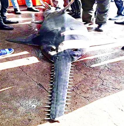 ୩୦ ହଜାର ଟଙ୍କାରେ ବିକ୍ରି ହେଲା ମାଛ