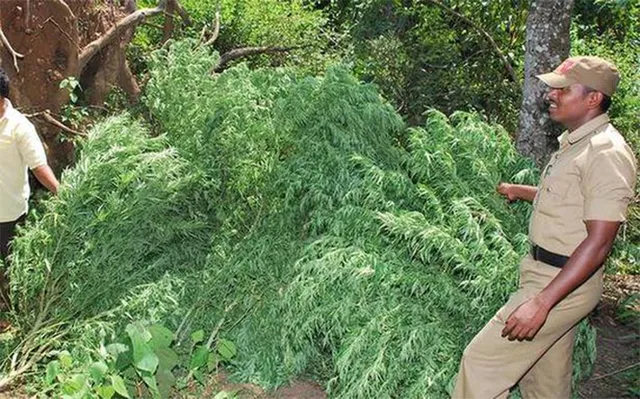 ଜଙ୍ଗଲ ଜମିରୁ ଗଞ୍ଜେଇ ଗଛ ନଷ୍ଟ କରାଗଲା