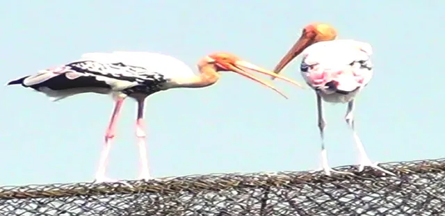 ବିହଙ୍ଗ ସରଣୀରେ ଚିତ୍ରା‌ ଗେଣ୍ଡାଳିଆ