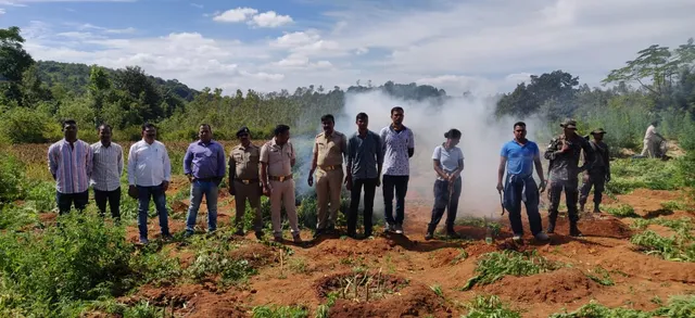 ଲମତାପୁଟରେ ବ୍ୟାପକ ଗଂଜେଇ ଚାଷ ନଷ୍ଟ।