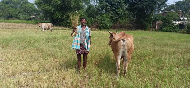 ପାଣି ଅଭାବରୁ ମରିଗଲା ଧାନ ଫସଲ, ଜମିରେ ଗୋରୁ ଛାଡ଼ିଲେ ଚାଷୀ