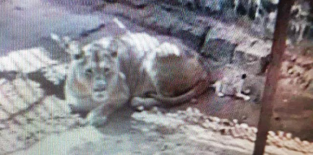 ୪ ଶାବକଙ୍କୁ ଜନ୍ମ ଦେଲା ସିଂହୀ ବିଜ୍‌ଲି