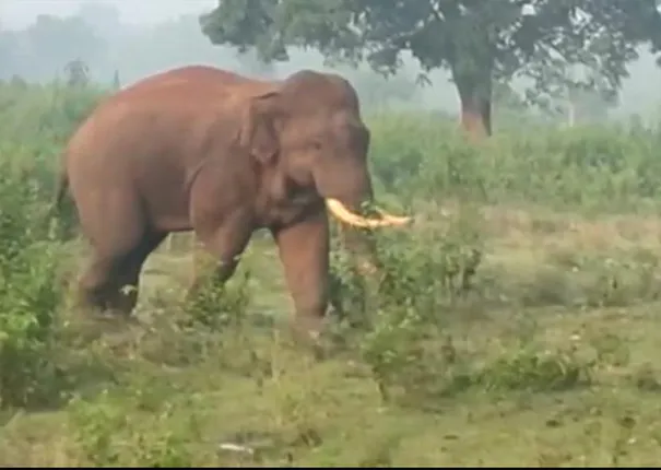 ଘୁମୁସର ବନଖଣ୍ଡରେ ହାତୀ ଉତ୍ପାତ ବଢ଼ିଲା