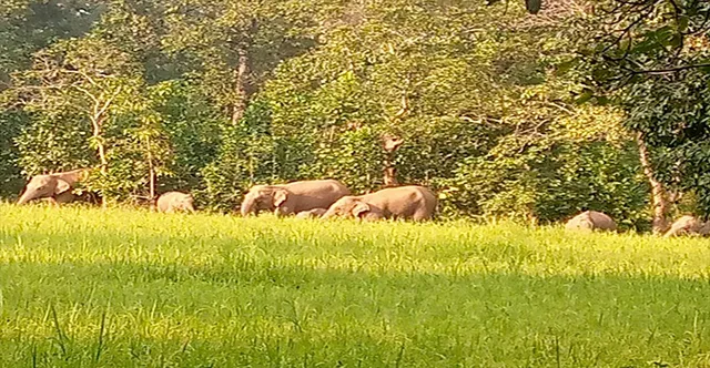 ତେଲକୋଇ ରେଞ୍ଜରେ ବୁଲୁଛନ୍ତି ୩୧ ହାତୀ