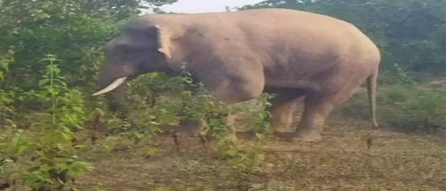 ଅଟେଇ ଜଙ୍ଗଲରେ ବୁଲୁଛି ଆହତ ଦନ୍ତା