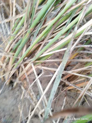 ଚିନ୍ତାରେ ଧାନ ଚାଷୀ, ଚରିଗଲେଣି ମାଟିଆ ଗୁଣ୍ତି ପୋକ