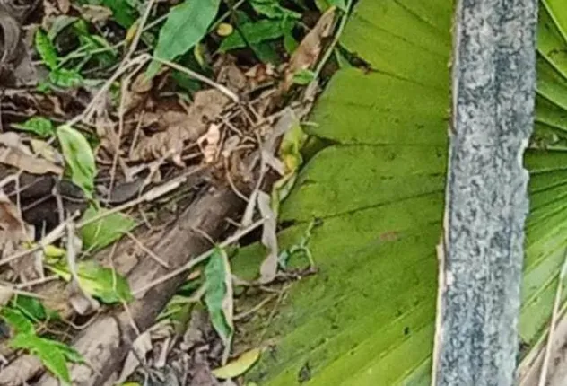 ତେନ୍ତୁଳି ଗଛ ମୂଳରୁ ନବଜାତ ଶିଶୁକନ୍ୟା ଉଦ୍ଧାର