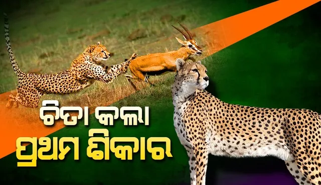 ଅଫ୍ରିକାରୁ ଆସିଥିବା ଚିତାର ପ୍ରଥମ ଶିକାର ବନିଲା ଏହି ପ୍ରାଣୀ