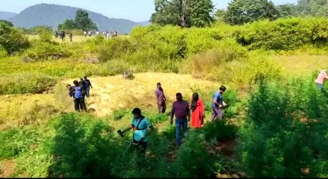 ୪ କୋଟି ୭୦ ଲକ୍ଷ ଟଙ୍କାର ଗଂଜେଇ ଗଛ ନଷ୍ଟ