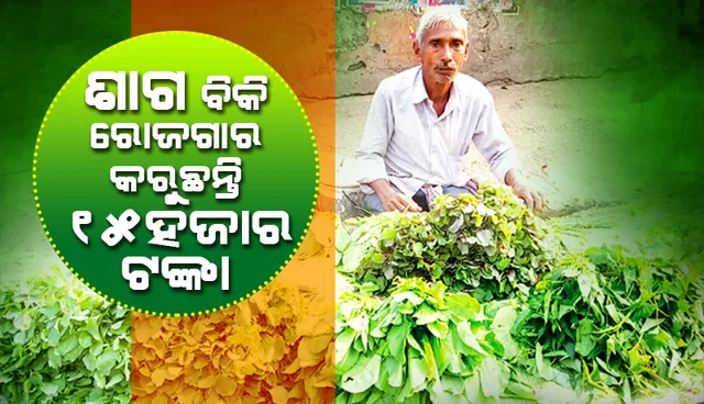 ଶାଗ ମଉସା ‘ରାମେଶ୍ବର’, ମାସକୁ ରୋଜଗାର ୧୫ ହଜାର ଟଙ୍କା